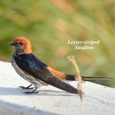 Lesser-striped Swallow